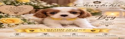Cavalier King Charles Spaniel dogs for sale: 5* Licensed RKC H/T Gorgeous Cavalier KC - Advert 30