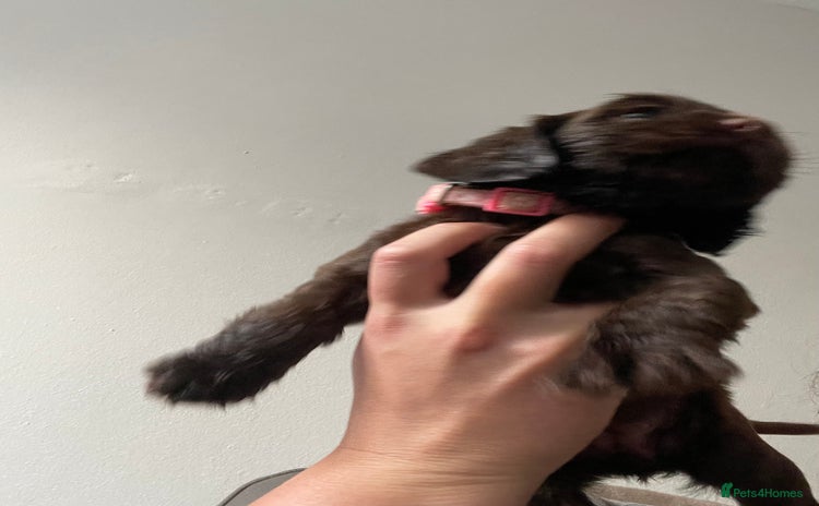 Cocker Spaniel dogs cocker spaniel puppys x3 left - Advert 7