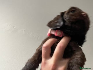 Cocker Spaniel dogs cocker spaniel puppys x3 left - Advert 11