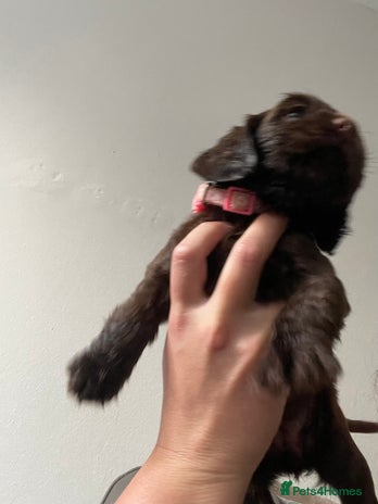 Cocker Spaniel dogs cocker spaniel puppys x3 left - Advert 7