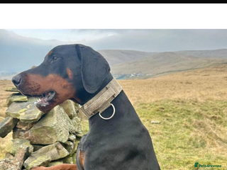 Dobermann dogs *KC REGISTERED* GORGEOUS DOBERMAN PUPPIES REDUCED! in Darwen - Advert 4