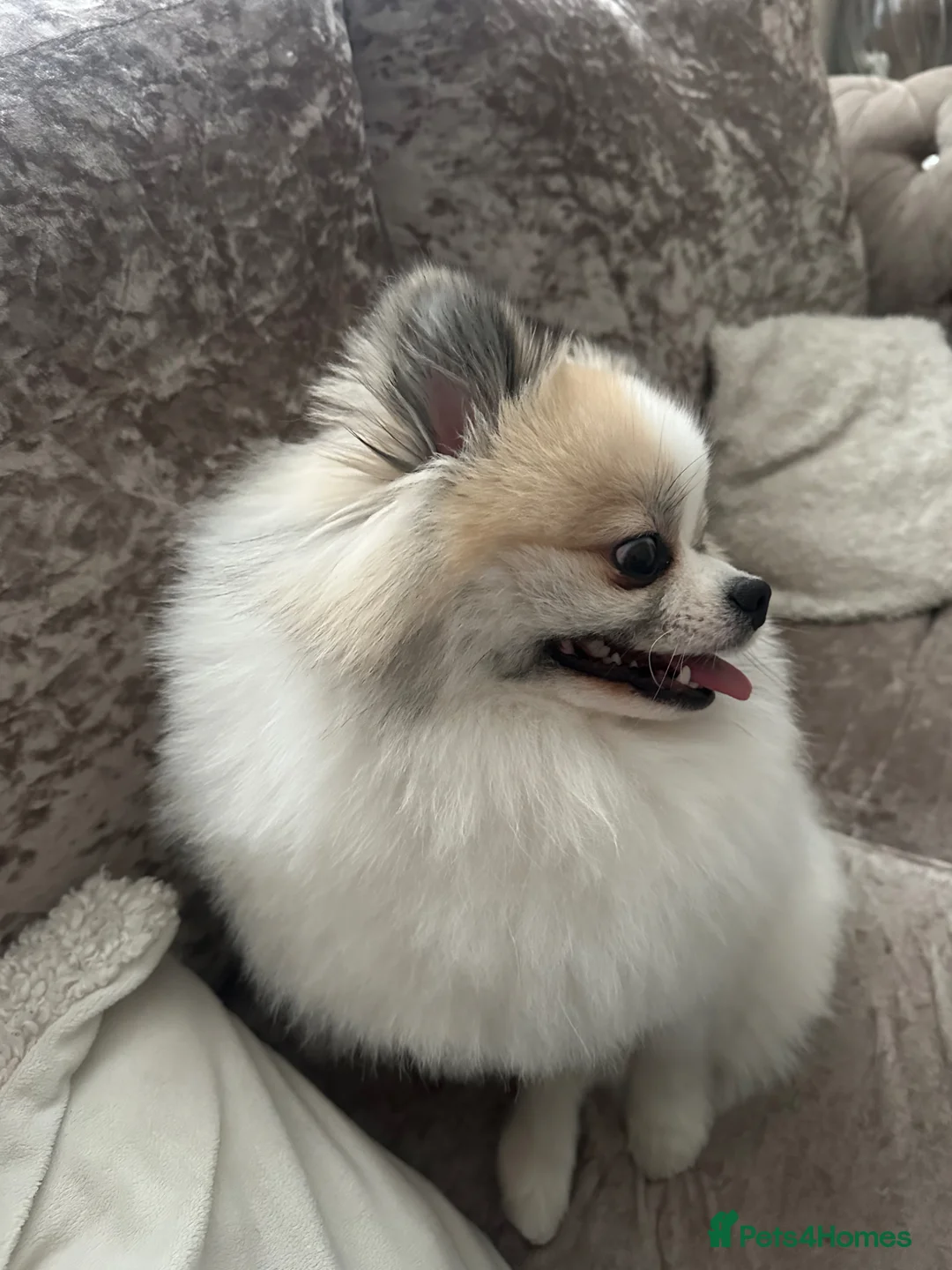 Pomeranian dogs for stud: Pomeranian stud available (NOT FOR SALE) - Advert 2