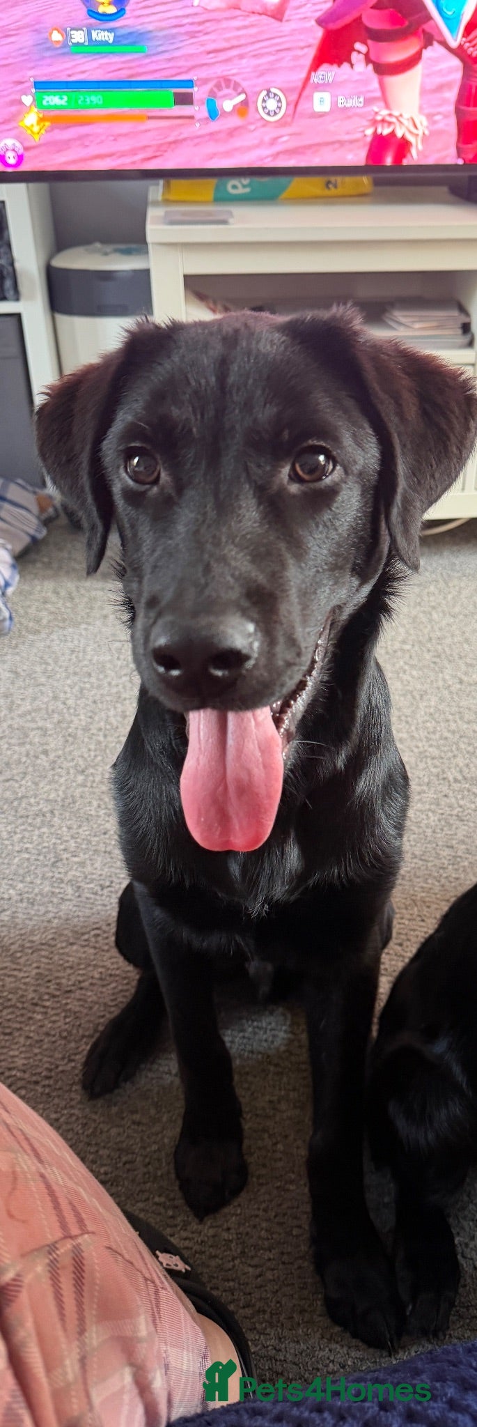 Sheprador dogs 6 month old German Shephrador - Advert 1