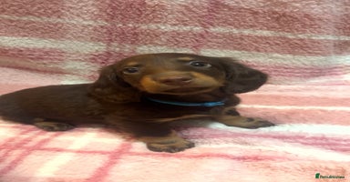 Miniature Dachshund dogs - Advert 10