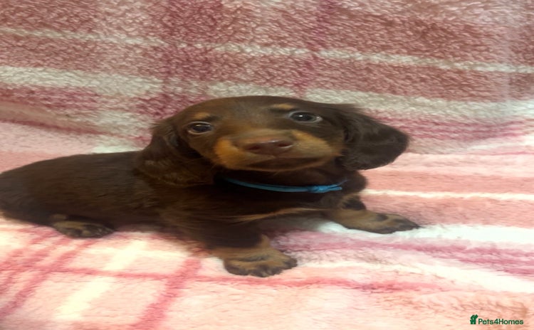 Miniature Dachshund dogs - Advert 5