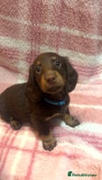 Miniature Dachshund dogs - Advert 6