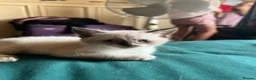 British Longhair cats for sale: Kittens in Romford - Advert 5