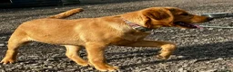 Labrador Retriever dogs for sale: SUPERB, HEALTHY, CHUNKY, FAMILY RAISED LABRADORS  - Advert 19