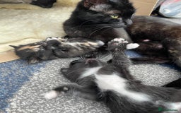 Mixed Breed cats for sale: 5 kittens for sale - Image 17