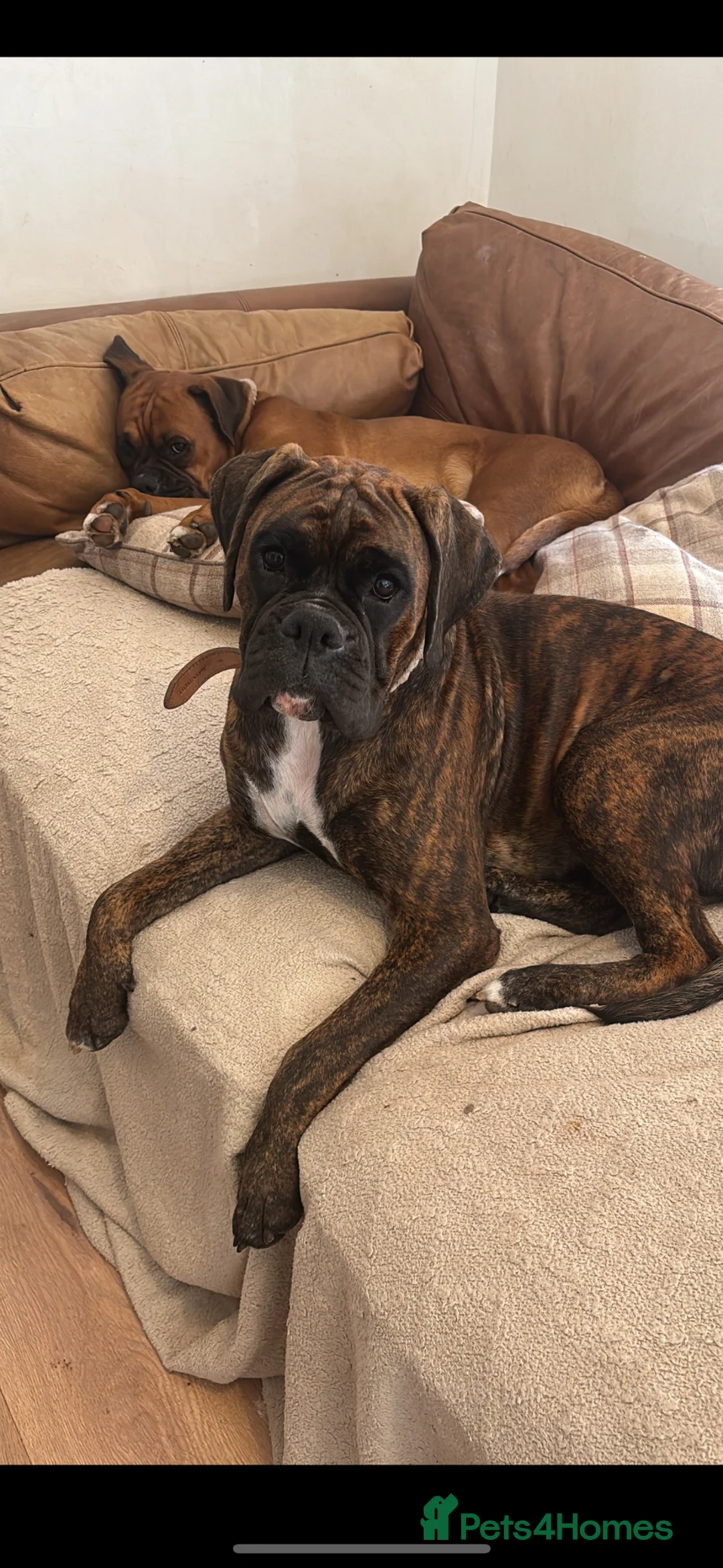 Boxer dogs for sale: Female brindle boxer kc reg  - Advert 1