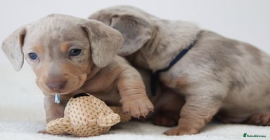 Miniature Dachshund dogs - Advert 3