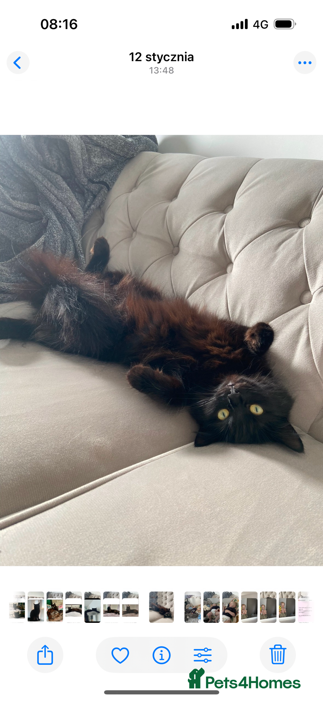 Mixed Breed cats for sale: Maine Coon mixed kittens  - Image 9