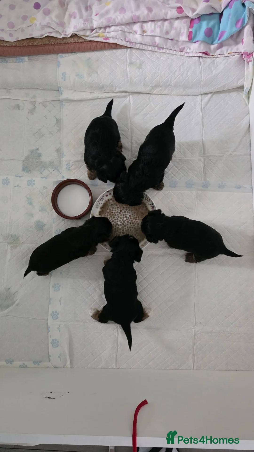 Yorkshire Terrier dogs for sale: Yorkshire puppies  - Advert 2
