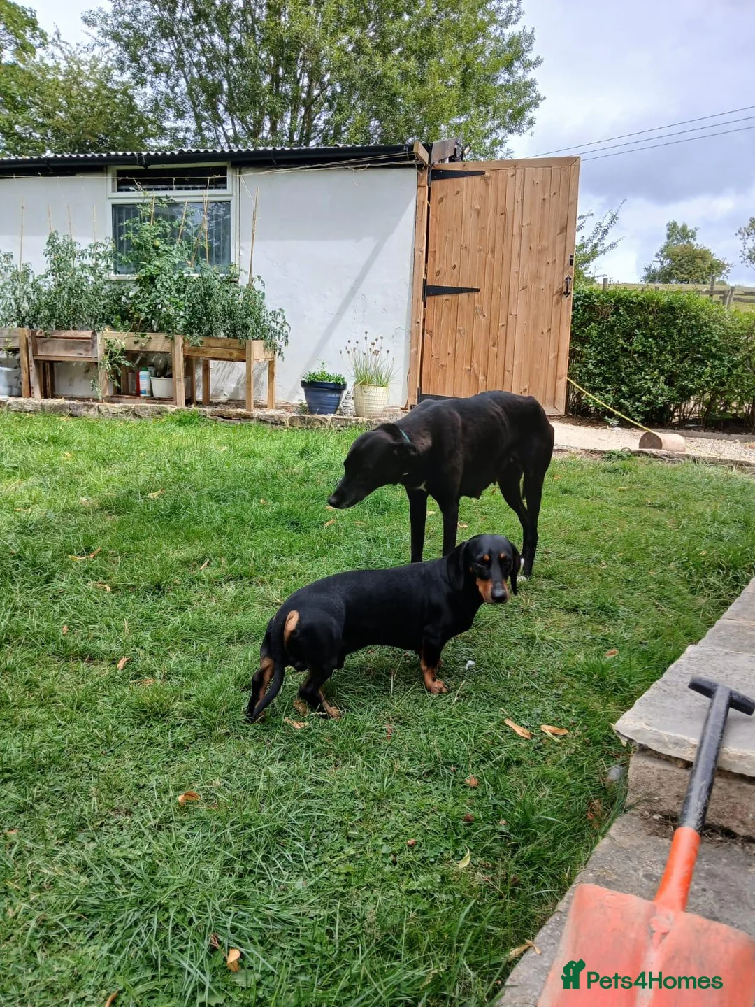 Mixed Breed dogs for sale: Dachshund x Saluki Greyhound  - Advert 1