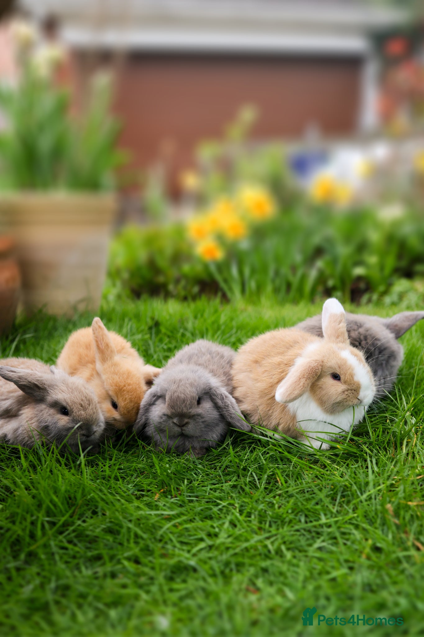 Mini Lop rabbits ❤️ 5 beautiful mini lop bunnies for sale  - Advert 1