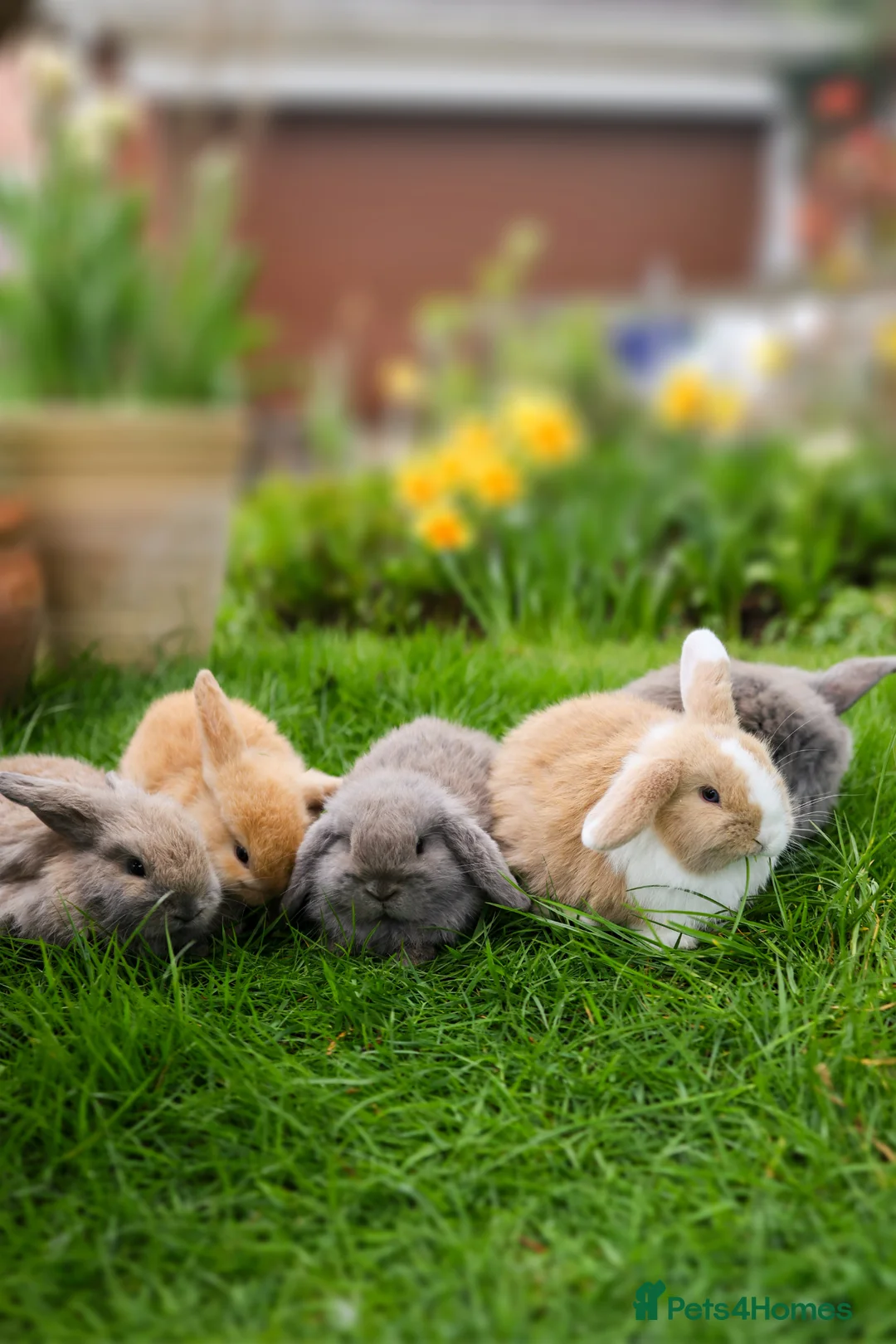 Mini Lop rabbits for sale: ❤️ 5 beautiful mini lop bunnies for sale  - Advert 1