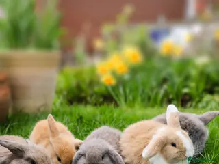 Mini Lop rabbits ❤️ 5 beautiful mini lop bunnies for sale - Advert 1