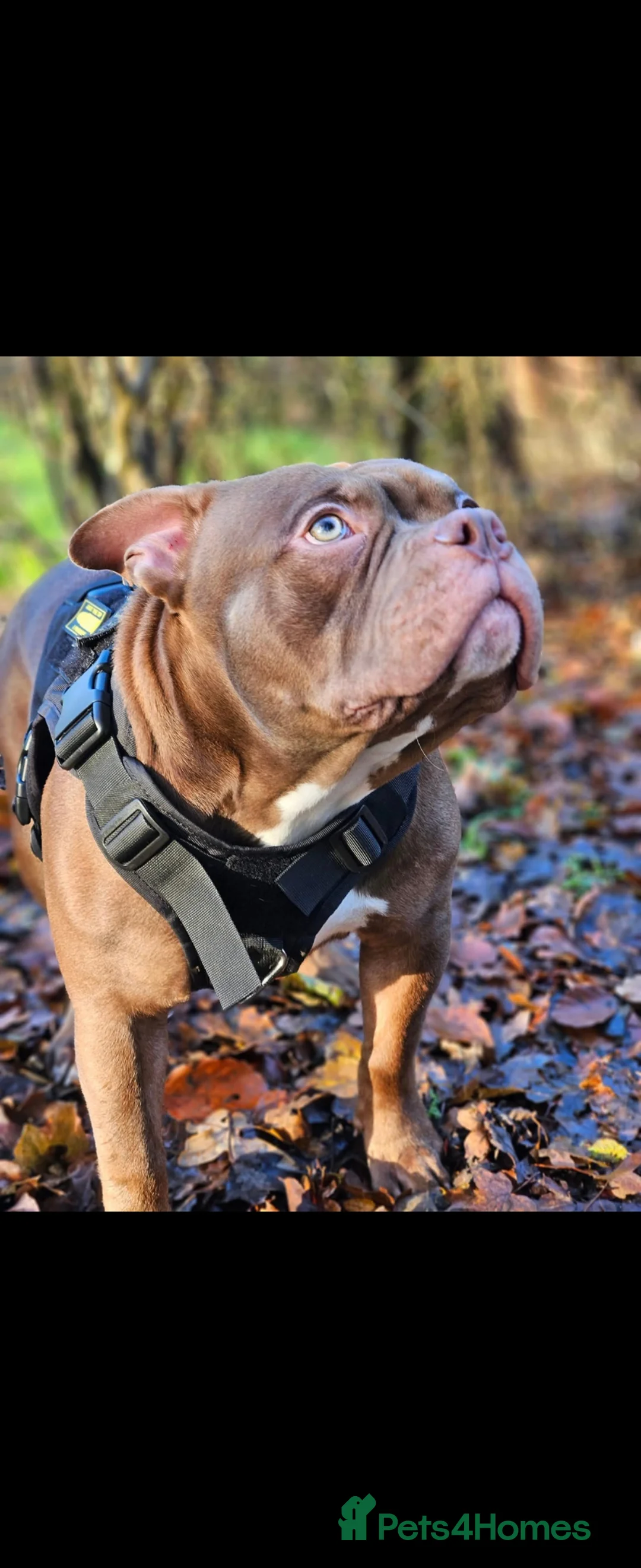 American Bully dogs for stud: Pocket bully for stud  in Newton Aycliffe - Advert 2