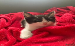 British Shorthair cats for sale: Beautiful kittens looking for new home  - Image 16