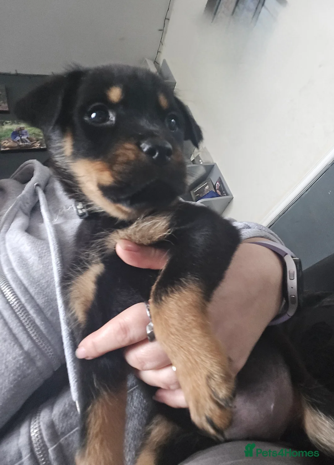 Rottweiler dogs for sale: Rottweiler puppy - Advert 1