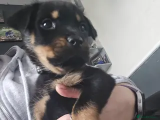 Rottweiler dogs Rottweiler puppy - Advert 4