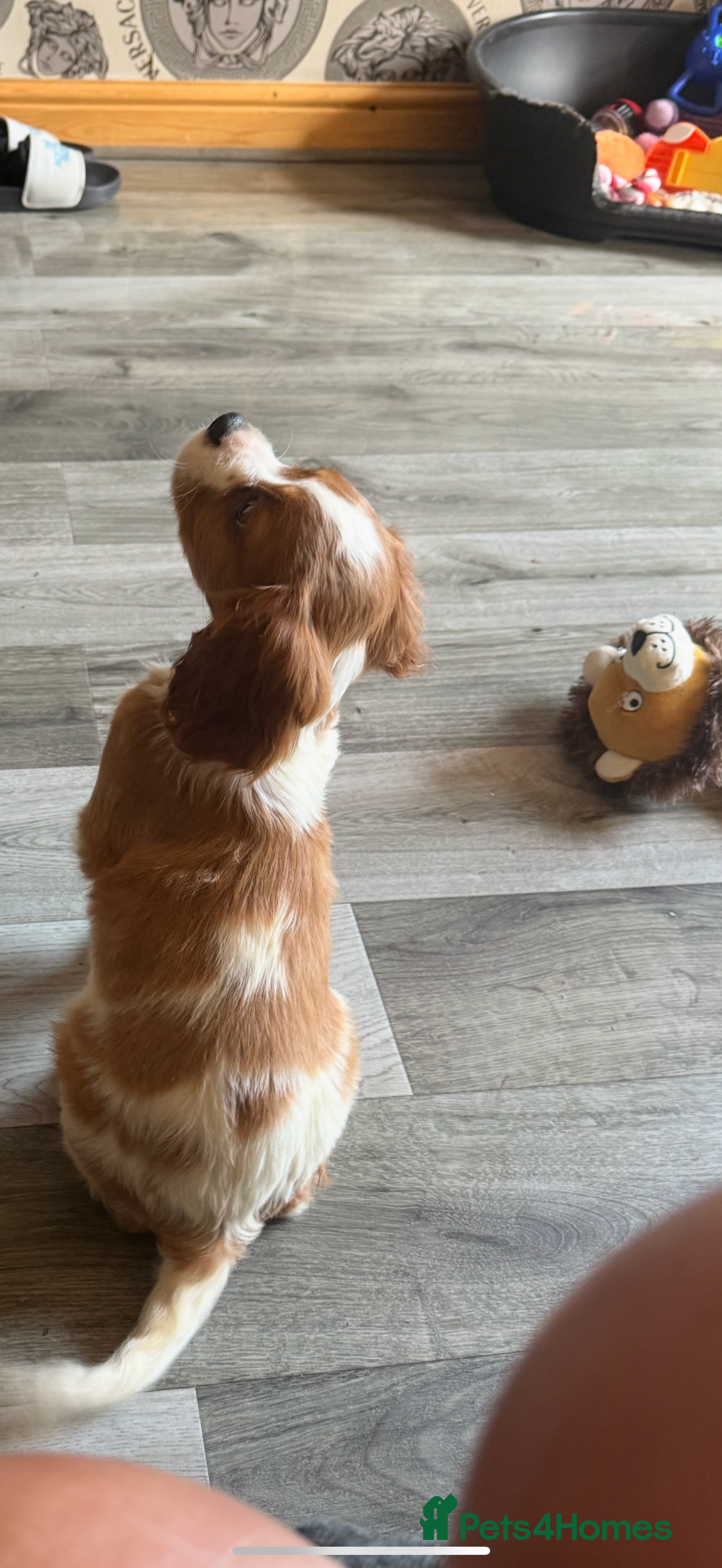Cavalier King Charles Spaniel dogs for sale: Ready now Kennel club dna  clear cavalier puppies  - Image 37