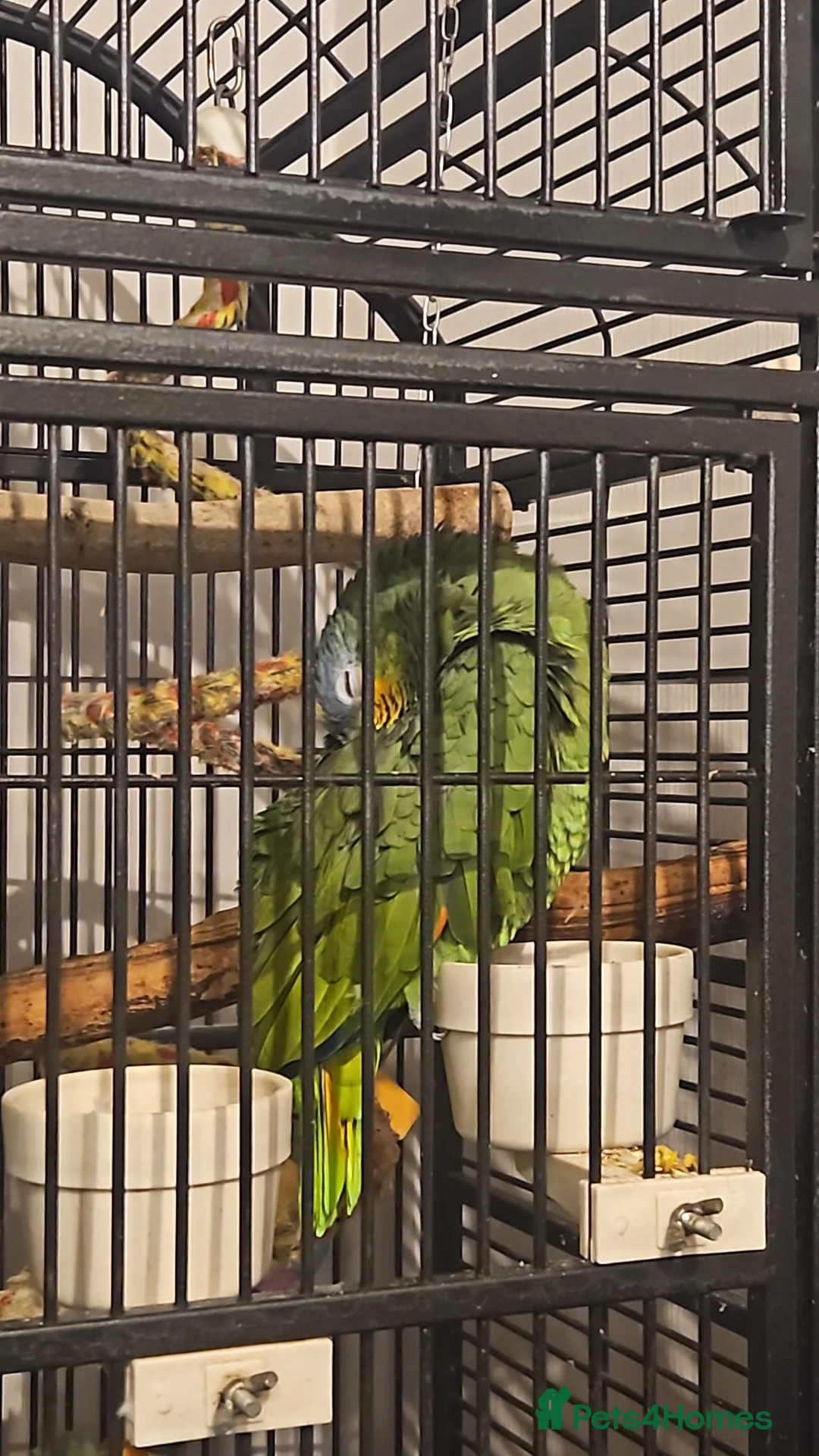 Parrots birds for sale: Africian orange winged parrot  - Advert 2
