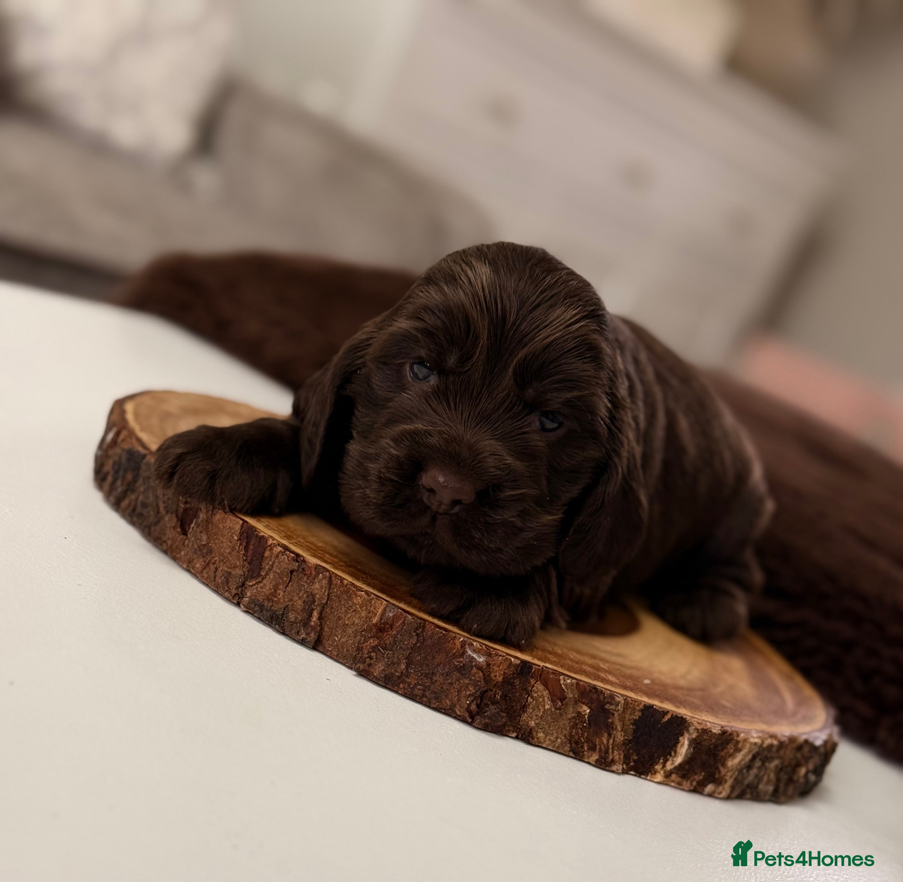 Cocker Spaniel dogs Show cocker spaniels  - Advert 11