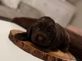 Cocker Spaniel dogs Show cocker spaniels - Advert 6