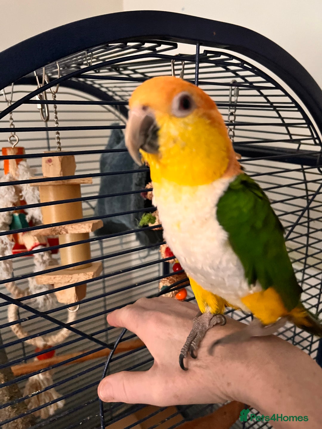 Parrots birds for sale: Caique parrot  - Advert 1