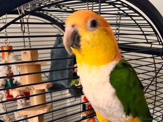 Parrots birds Caique parrot - Advert 2