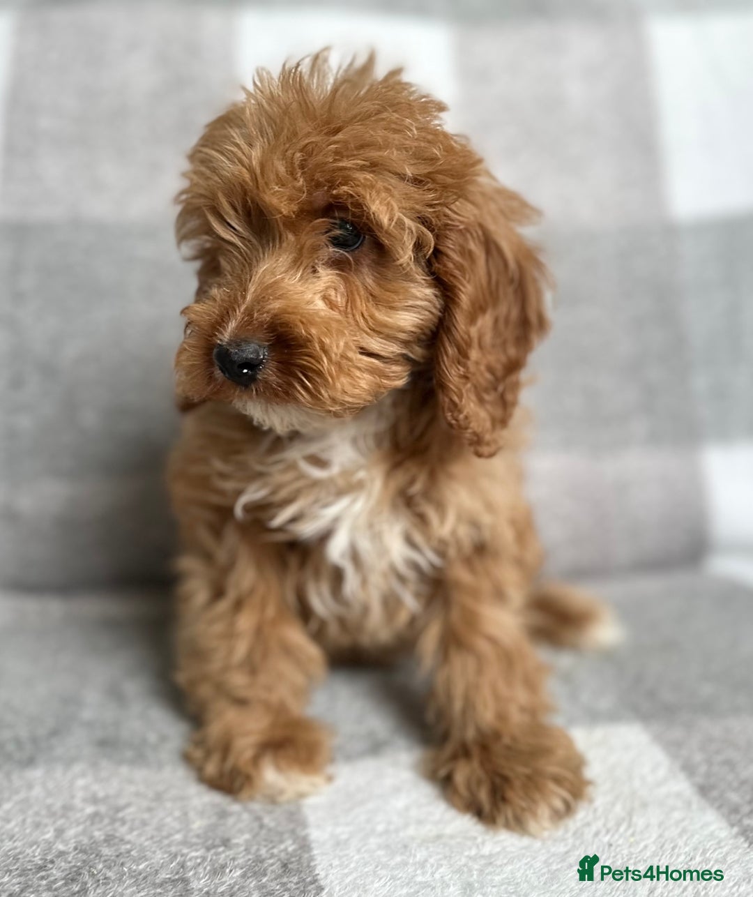 Cockapoo dogs for sale: Beautiful cockapoos looking for forever homes  - Image 17