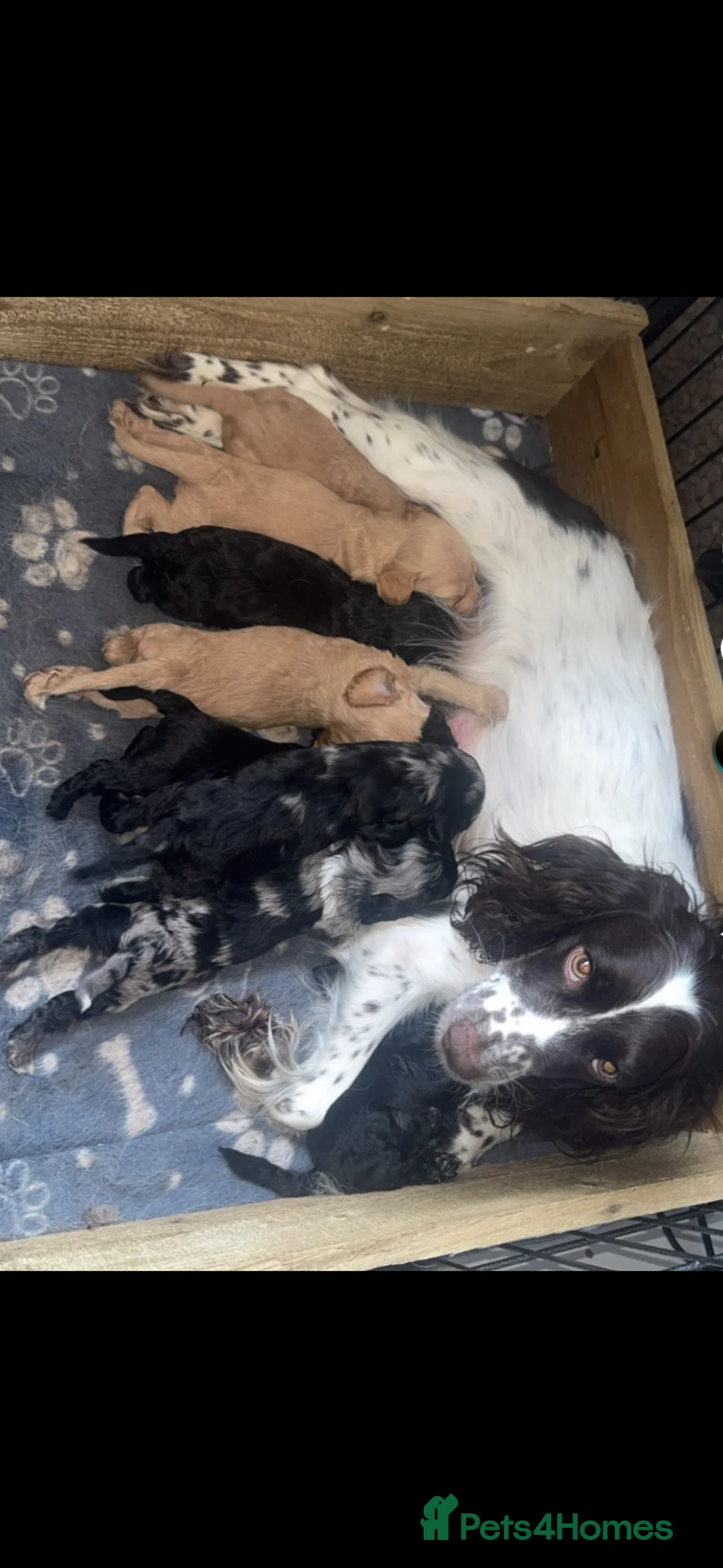 Cockapoo dogs for sale: Cockapoo puppies  - Advert 1