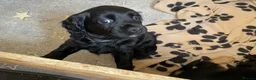 Cocker Spaniel dogs for sale: Cocker spaniel puppies  - Advert 5