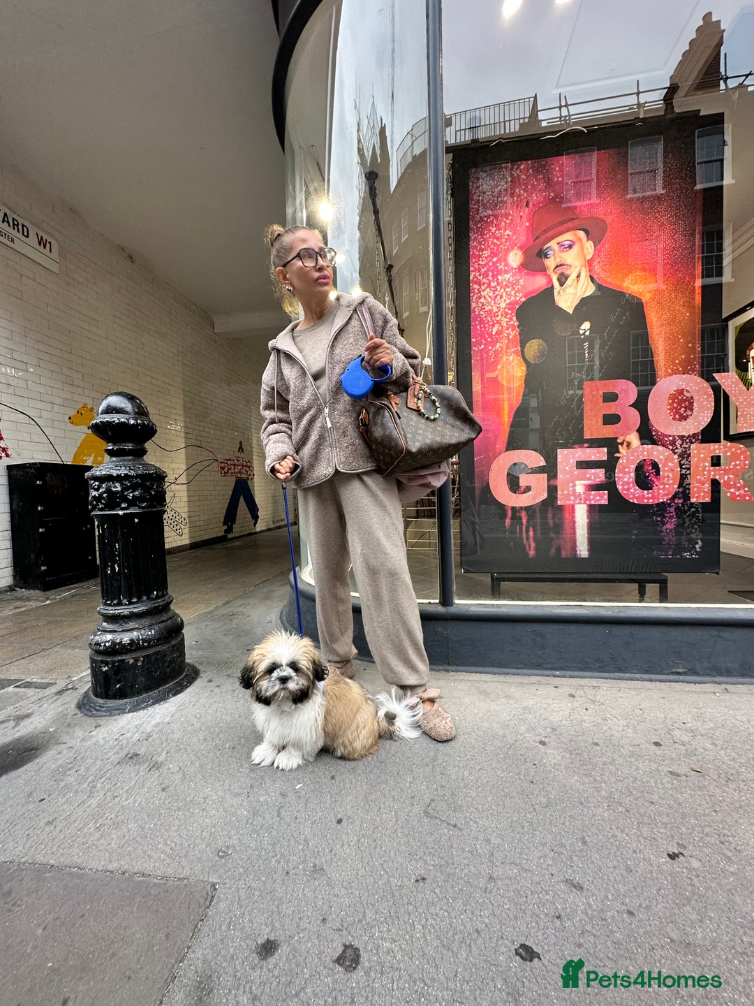 Shih Tzu dogs for sale: An incredibly handsome Shih Tzu male❤️ - Advert 2