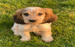 Cocker Spaniel dogs for sale: SHOW cocker spaniel puppies  - Image 25