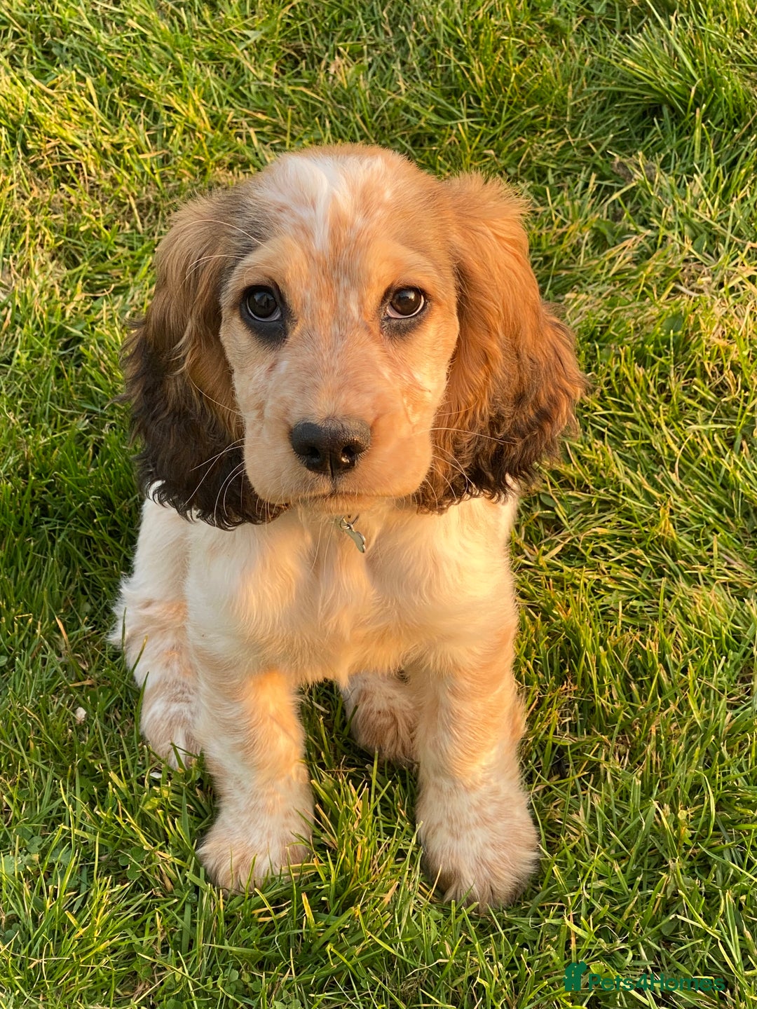 Cocker Spaniel dogs for sale: SHOW cocker spaniel puppies  - Image 25
