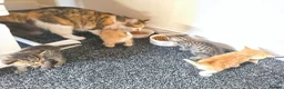 Mixed Breed cats for sale: Kittens 2x twins available end of june  - Advert 5