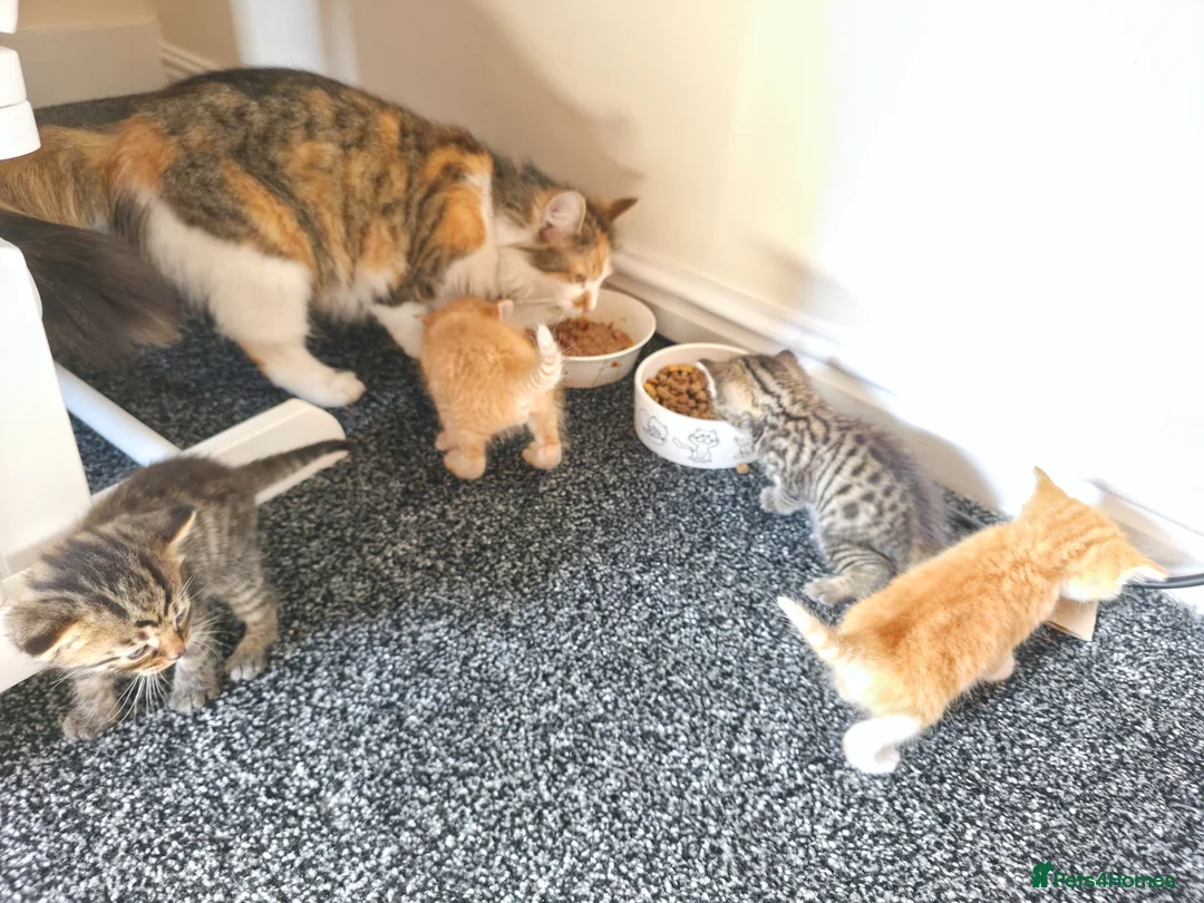 Mixed Breed cats for sale: Kittens 2x twins available end of june  - Advert 5