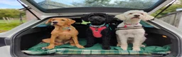 Labrador Retriever dogs for sale: KC Registered fox red labrador  - Advert 4