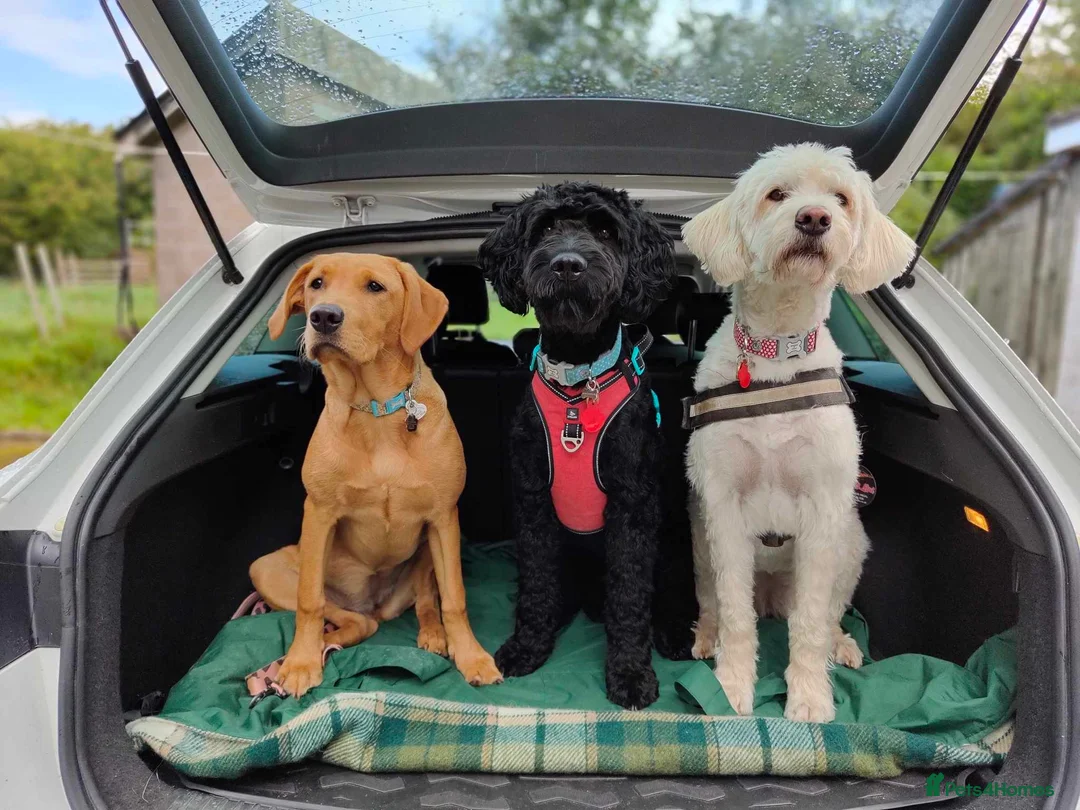 Labrador Retriever dogs for sale: KC Registered fox red labrador  - Advert 4