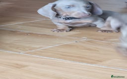 Dachshund dogs for sale: Isabella dachshund puppies for sale! - Image 18