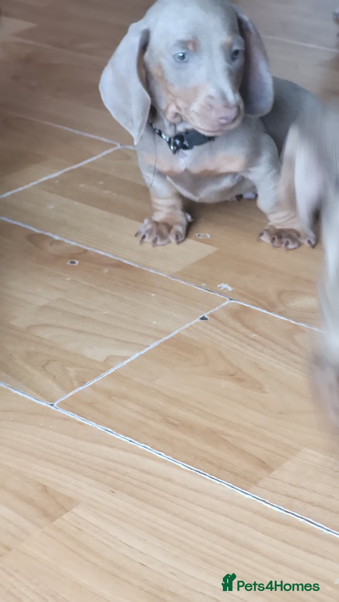 Dachshund dogs for sale: Isabella dachshund puppies for sale! - Image 18