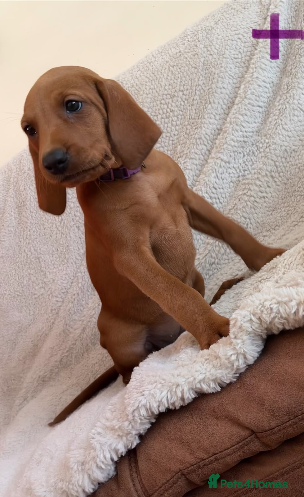 Mixed Breed dogs Beautiful Vizlador puppies. (Fox Red Lab x Vizsla - Advert 1