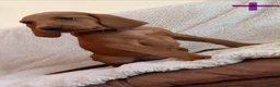 Mixed Breed dogs for sale: Beautiful Vizlador puppies. (Fox Red Lab x Vizsla - Advert 1