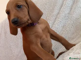 Mixed Breed dogs Beautiful Vizlador puppies. (Fox Red Lab x Vizsla - Advert 1