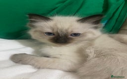 Ragdoll cats for sale: Ragdoll kittens - Advert 9