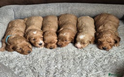 Cockapoo dogs for sale: Beautiful litter of 6 cockapoos - Image 12