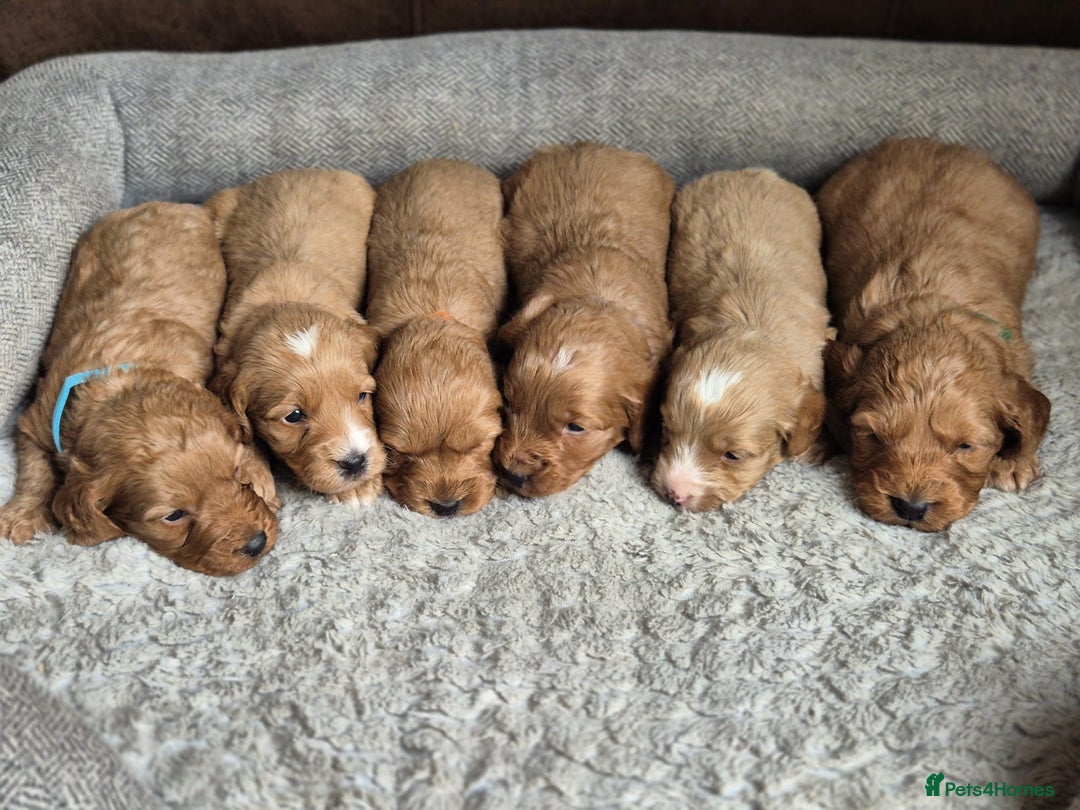 Cockapoo dogs for sale: Beautiful litter of 6 cockapoos - Image 12