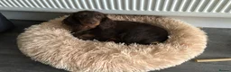 Miniature Dachshund dogs for sale: Miniature Dachshund  - Advert 7